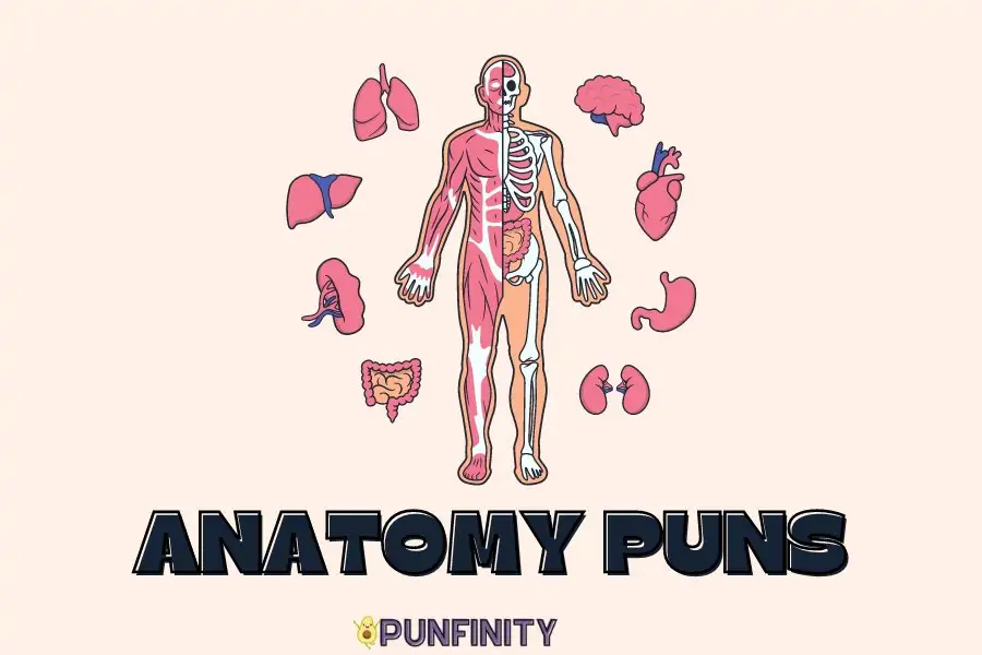 189+ Humerus Anatomy Puns To Tickle Your Radius and Ulnas